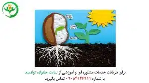تدریس خلاقانه سرگذشت دانه علوم دوم