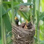 تدریس درون آشیانه